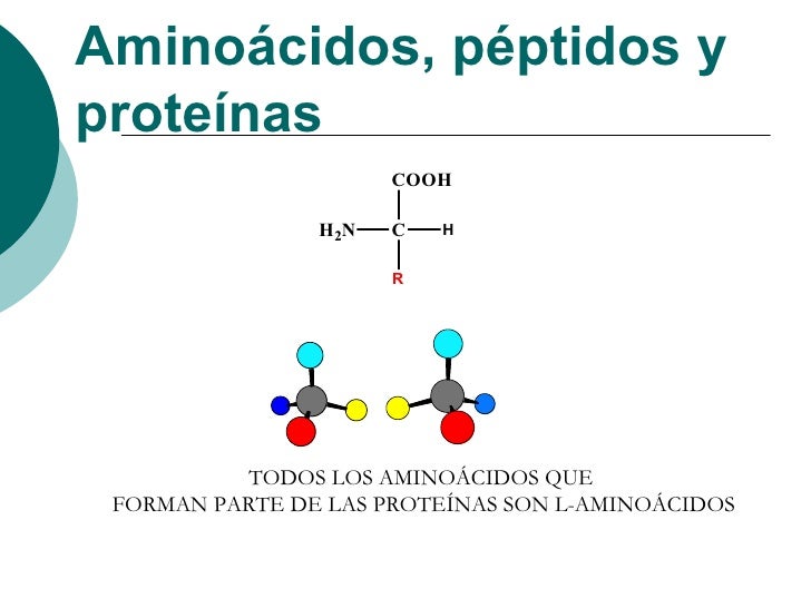 Resultado de imagen para aminoácidos y proteínas
