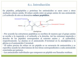 En péptidos, polipéptidos y proteínas los aminoácidos se unen unos a otros
mediante enlaces amida. El enlace amida entre un grupo amino de una aminoácido
y el carboxilo de otro se denomina enlace peptídico.
- Por acuerdo las estructuras peptídicas se escriben de manera que el grupo amino
se escribe a la izquierda y el carboxilo a la derecha. Así los extremos izquierdo y
derecho de los péptidos corresponden al extremo amino y al carboxílico,
respectivamente. La alanina es el aminoácido N-terminal en la alanilglicina y la
glicina es el aminoácido C-terminal.
- El orden preciso de enlace en un péptido es su secuencia de aminoácidos y se
especifica usando las abreviaturas de tres letras correspondientes a cada aminoácido
conectadas por guiones.
- Los aminoácidos individuales que componen un péptido son llamados residuos.
6.1. Introducción
H
N
O
OH
NH2
O
Alanilglicina
Aminoácido N-terminal
Aminoácido C-Terminal
Glicina
Alanina
 