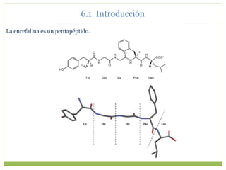 La encefalina es un pentapéptido.
6.1. Introducción
 