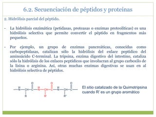 2. Hidrólisis parcial del péptido.
- La hidrólisis enzimática (petidasas, proteasas o enzimas proteolíticas) es una
hidrólisis selectiva que permite convertir el péptido en fragmentos más
pequeños.
- Por ejemplo, un grupo de enzimas pancreáticas, conocidas como
carbopeptidasas, catalizan sólo la hidrólisis del enlace peptídico del
aminoácido C-terminal. La tripsina, enzima digestivo del intestino, cataliza
sólo la hidrólisis de los enlaces peptídicos que involucran al grupo carboxilo de
la lisina o arginina. Así, otras muchas enzimas digestivas se usan en al
hidrólisis selectiva de péptidos.
H
N CH C
R
O
H
N CH C
R'
O
H
N CH C
R''
O
El sitio catalizado de la Quimotripsina
cuando R’ es un grupo aromático
6.2. Secuenciación de péptidos y proteínas
 