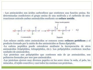 - Los aminoácidos son ácidos carboxílicos que contienen una función amina. En
determinadas condiciones el grupo amina de una molécula y el carboxilo de otra
reaccionan uniendo ambos aminoácidos mediante un enlace amida.
-Los enlaces amida entre aminoácidos se conocen como enlaces petídicos y el
producto formado por la unión de dos aminoácidos se llama dipéptido.
-La cadena peptídica puede extenderse mediante la incorporación de otros
aminoácidos (tripéptidos, tetrapéptidos, etc.). Los polipéptidos contienen muchas
unidades de aminoácidos.
-Las proteínas son polipéptidos que contienen más de 50 aminoácidos, son
polímeros formados por 100-300 aminoácidos.
-Las proteínas ejercen muy diversos papeles en los seres vivos: la seda, el pelo, los
músculos, el tejido conectivo y casi todos los enzimas son proteínas.
 