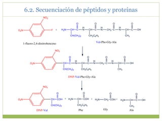 O2N
NO2
F + H2N CH C
CH(CH3)2
O
H
N CH C
CH2C6H5
O
H
N CH2 C
O
H
N CH C
CH3
OH
O
1-fluoro-2,4-dinitrobenceno Val-Phe-Gly-Ala
O2N
NO2
CH C
CH(CH3)2
O
H
N CH C
CH2C6H5
O
H
N CH2 C
O
H
N CH C
CH3
OH
O
DNP-Val-Phe-Gly-Ala
O2N
NO2
CH COH
CH(CH3)2
O
H2N CH COH
CH2C6H5
O
H2N CH2 COH
O
H2N CH C
CH3
OH
O
+ + +
DNP-Val Phe Gly Ala
6.2. Secuenciación de péptidos y proteínas
 