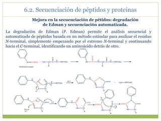 La degradación de Edman (P. Edman) permite el análisis secuencial y
automatizado de péptidos basada en un método estándar para analizar el residuo
N-terminal, simplemente empezando por el extremo N-terminal y continuando
hacia el C-terminal, identificando un aminoácido detrás de otro.
Mejora en la secuenciación de pétidos: degradación
de Edman y secuenciación automatizada.
+ H2N CH C
R
O
H
N PÉPTIDO
fenilisotiocyanato
N C S
H
N CH C
R
O
H
N PÉPTIDO
HN C
S
N CH
C
R
O
H
N PÉPTIDO
H
N
C
S
N CH
C
R
O
H2N PÉPTIDO
H
N
C
S
H
+
HCl
N CH
C
R
O
H
N
C
S
Cl-
H
Cl
HN CH
C
R
O
H
N C
S
Cl
HN CH
C
R
O
N
C
S
Cl
H
HN CH
C
R
O
N
C
S
6.2. Secuenciación de péptidos y proteínas
 