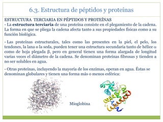 ESTRUCTURA TERCIARIA EN PÉPTIDOS Y PROTEÍNAS
- La estructura terciaria de una proteína consiste en el plegamiento de la cadena.
La forma en que se pliega la cadena afecta tanto a sus propiedades físicas como a su
función biológica.
- Las proteínas estructurales, tales como las presentes en la piel, el pelo, los
tendones, la lana o la seda, pueden tener una estructura secundaria tanto de hélice 
como de hoja plegada β, pero en general tienen una forma alargada de longitud
varias veces el diámetro de la cadena. Se denominan proteínas fibrosas y tienden a
no ser solubles en agua.
- Otras proteínas, incluyendo la mayoría de los enzimas, operan en agua. Éstas se
denominan globulares y tienen una forma más o menos esférica:
Mioglobina
6.3. Estructura de péptidos y proteínas
 