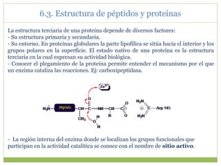 La estructura terciaria de una proteína depende de diversos factores:
- Su estructura primaria y secundaria.
- Su entorno. En proteínas globulares la parte lipofílica se sitúa hacia el interior y los
grupos polares en la superficie. El estado nativo de una proteína es la estructura
terciaria en la cual expresan su actividad biológica.
- Conocer el plegamiento de la proteína permite entender el mecanismo por el que
un enzima cataliza las reacciones. Ej: carboxipeptidasa.
- La región interna del enzima donde se localizan los grupos funcionales que
participan en la actividad catalítica se conoce con el nombre de sitio activo.
6.3. Estructura de péptidos y proteínas
 