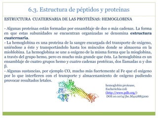 ESTRUCTURA CUATERNARIA DE LAS PROTEÍNAS: HEMOGLOBINA
- Algunas proteínas están formadas por ensamblaje de dos o más cadenas. La forma
en que estas subunidades se encuentran organizadas se denomina estructura
cuaternaria.
- La hemoglobina es una proteína de la sangre encargada del transporte de oxígeno,
uniéndose a éste y transportándolo hasta los músculos donde se almacena en la
mioblobina. La hemoglobina se une a oxígeno de la misma forma que la mioglobina,
a través del grupo hemo, pero es mucho más grande que ésta. La hemoglobina es un
ensamblaje de cuatro grupos hemo y cuatro cadenas protéicas, dos llamadas α y dos
β.
- Algunas sustancias, por ejemplo CO, mucho más fuertemente al Fe que el oxígeno
por lo que interfieren con el transporte y almacenamiento de oxígeno pudiendo
provocar resultados letales.
hemoglobin protease,
Escherichia coli
(http://www.pdb.org/)
DOI:10.1074/jbc.M412885200
6.3. Estructura de péptidos y proteínas
 