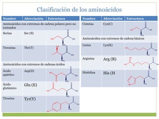 Nombre Abreviación Estructura
Aminoácidos con extremos de cadena polares pero no
ionizados
Serina Ser (S)
Treonina Thr(T)
Aminoácidos con extremos de cadenas ácidos
Ácido
apártico
Asp(D)
Ácido
glutámico
Glu (E)
Tirosina Tyr(Y)
NH2
HO
O
OH
NH2
OH O
OH
NH2
O
HO
O
OH
NH2
O
HO
O
OH
Nombre Abreviación Estructura
Cisteína Cys(C)
Aminoácidos con extremos de cadena básicos
Lisina Lys(K)
Arginina Arg (R)
Histidina His (H
NH2
HO
O
OH
NH2
HS
O
OH
NH2
H2N
O
OH
NH2
N
H
NH
H2N
O
OH
NH2
HN
N
O
OH
Clasificación de los aminoácidos
 
