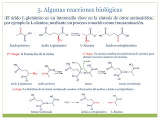 -El ácido L-glutámico es un intermedio clave en la síntesis de otros aminoácidos,
por ejemplo la L-alanina, mediante un proceso conocido como transaminación.
5. Algunas reacciones biológicas
O
OH
O
HO
O
NH3
O
HO
O
O
+
O
O
OH
NH3
O
O
+
Enzimas
Ácido pirúvico ácido L-glutámico L-Alanina Ácido α-cetoglutámico
ácido L-glutámico Ácido pirúvico Imina Imina reordenada
1era etapa: la formación de la imina 2º etapa: Un enzima cataliza la transferencia de l protón para
obtener un nuevo isómero de la imina
NH2
O
HO
O
O
O
O
HO
N
O
HO
O
O
O
HO
+ 1º etapa N
O
HO
O
O
O
HO
H
2º etapa
base
H-ácido
3º etapa: La hidrólisis de la iminia reordenada conduce al formación del anilina y ácido α-cetoglutámico
N
O
HO
O
O
O
HO
+ H2O O
O
HO
O
O
O
HO
H2N
+
Imina reordenada Ácido α-cetoglutárico L-Alanina
 