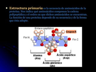 <ul><li>Estructura primaria  es la secuencia de aminoácidos de la proteína. Nos indica qué aminoácidos componen la cadena ...