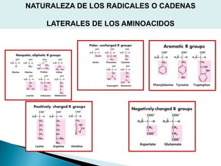 NATURALEZA DE LOS RADICALES O CADENAS

    LATERALES DE LOS AMINOACIDOS
 