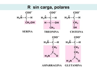 R sin carga, polares




SERINA    TREONINA       CISTEINA




         ASPARRAGINA   GLUTAMINA
 