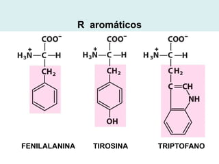 R aromáticos




FENILALANINA     TIROSINA     TRIPTOFANO
 