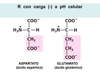 R con carga (-) a pH celular




  ASPARTATO           GLUTAMATO
(ácido aspártico)   (ácido glutámico)
 