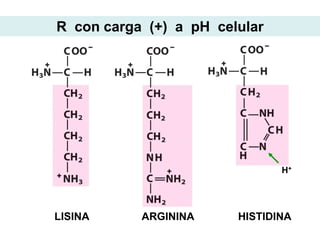 R con carga (+) a pH celular




                               H+




LISINA     ARGININA     HISTIDINA
 