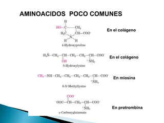 AMINOACIDOS POCO COMUNES

                    En el colágeno




                     En el colágeno




                       En miosina




                      En protrombina
 