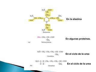 En la elastina




En algunas proteínas.




En el ciclo de la urea



 En el ciclo de la urea
 