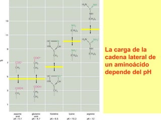 La carga de la
cadena lateral de
un aminoácido
depende del pH
 
