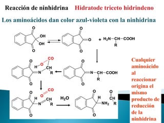 Reacción de ninhidrina           Hidratode triceto hidrindeno
Los aminoácidos dan color azul-violeta con la ninhidrina
           O                       O

                  OH
                                        O       + H2N CH COOH
                  OH                                      R
           O                       O
                       CO                                     Cualquier
          O                         O
                  O
              H        CH                                     aminoácido
                  N     R               N       CH COOH       al
                                                R             reaccionar
          O                         O
                                                              origina el
                       CO                   O         O
          O                                                   mismo
                  O                             H
              H        CH   H2O                        CH     producto de
                  N     R                           NH2 R
                                                              reducción
          O                                 O
                                                              de la
                                                              ninhidrina
 