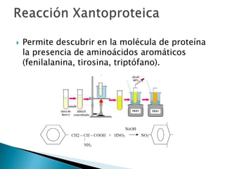    Permite descubrir en la molécula de proteína
    la presencia de aminoácidos aromáticos
    (fenilalanina, tirosina, triptófano).
 