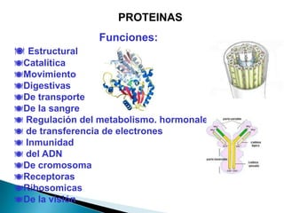 PROTEINAS
                 Funciones:
 Estructural
Catalítica
Movimiento
Digestivas
De transporte
De la sangre
 Regulación del metabolismo. hormonales
 de transferencia de electrones
 Inmunidad
 del ADN
De cromosoma
Receptoras
Ribosomicas
De la visión
 