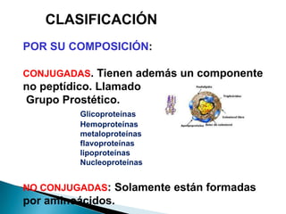 CLASIFICACIÓN
POR SU COMPOSICIÓN:

CONJUGADAS. Tienen además un componente
no peptídico. Llamado
Grupo Prostético.
          Glicoproteínas
          Hemoproteínas
          metaloproteínas
          flavoproteínas
          lipoproteínas
          Nucleoproteínas


NO CONJUGADAS: Solamente están formadas
por aminoácidos.
 