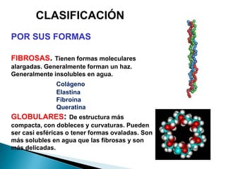 CLASIFICACIÓN
POR SUS FORMAS

FIBROSAS. Tienen formas moleculares
alargadas. Generalmente forman un haz.
Generalmente insolubles en agua.
               Colágeno
               Elastina
               Fibroína
               Queratina
GLOBULARES: De estructura más
compacta, con dobleces y curvaturas. Pueden
ser casi esféricas o tener formas ovaladas. Son
más solubles en agua que las fibrosas y son
más delicadas.
 