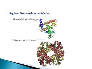 •   Según el Número de subunidades:

    • Monoméricas → Mioglobina




    • Oligoméricas→ Hemoglobina
 