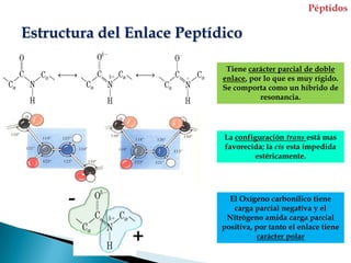 Estructura del Enlace Peptídico

                             Tiene carácter parcial de doble
                            enlace, por lo que es muy rígido.
                            Se comporta como un híbrido de
                                       resonancia.




                            La configuración trans está mas
                            favorecida; la cis esta impedida
                                    estéricamente.




      -                       El Oxígeno carbonílico tiene
                               carga parcial negativa y el
                             Nitrógeno amida carga parcial
                            positiva, por tanto el enlace tiene
               +                      carácter polar
 