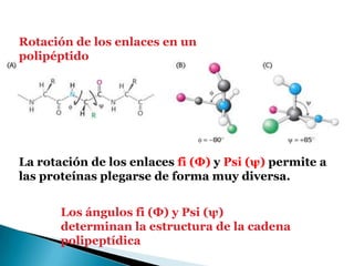Rotación de los enlaces en un
polipéptido




La rotación de los enlaces fi (Φ) y Psi (ψ) permite a
las proteínas plegarse de forma muy diversa.


       Los ángulos fi (Φ) y Psi (ψ)
       determinan la estructura de la cadena
       polipeptídica
 