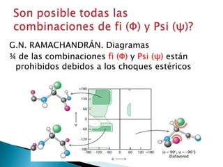 G.N. RAMACHANDRÁN. Diagramas
¾ de las combinaciones fi (Φ) y Psi (ψ) están
 prohibidos debidos a los choques estéricos
 