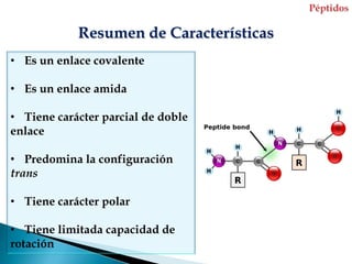 Resumen de Características
• Es un enlace covalente

• Es un enlace amida

• Tiene carácter parcial de doble
enlace

• Predomina la configuración
trans

• Tiene carácter polar

• Tiene limitada capacidad de
rotación
 