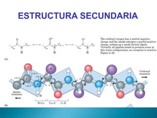 ESTRUCTURA SECUNDARIA
 