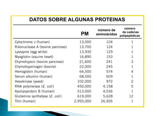 DATOS SOBRE ALGUNAS PROTEINAS
                                    número
                     número de
                                 de cadenas
               PM   aminoácidos polipeptídicas
 