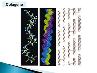 Colágeno
 