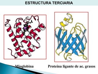 ESTRUCTURA TERCIARIA




Mioglobina    Proteína ligante de ac. grasos
 