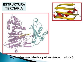 ESTRUCTURA
 TERCIARIA




   segmentos con a-hélice y otros con estructura b
 