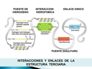 PUENTE DE   INTERACCION      ENLACE IONICO
HIDROGENO    HIDROFOBICA




                      PUENTE DISULFURO


  INTERACCIONES Y ENLACES DE LA
       ESTRUCTURA TERCIARIA
 