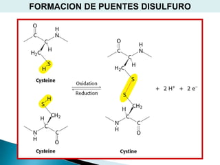 FORMACION DE PUENTES DISULFURO
 