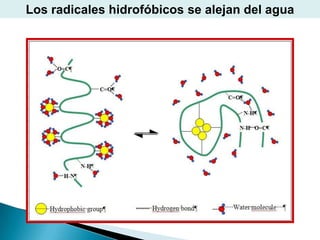 Los radicales hidrofóbicos se alejan del agua
 