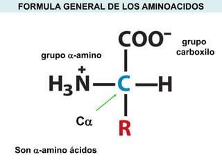 FORMULA GENERAL DE LOS AMINOACIDOS



                             grupo
     grupo a-amino          carboxilo




             Ca

Son a-amino ácidos
 