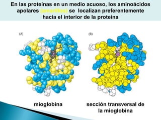 En las proteínas en un medio acuoso, los aminoácidos
  apolares (amarillos) se localizan preferentemente
             hacia el interior de la proteína




        mioglobina          sección transversal de
                                la mioglobina
 