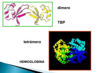 HEMOGLOBINA   dímero


              TBP




 tetrámero




HEMOGLOBINA
 