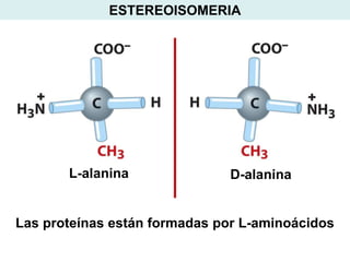 ESTEREOISOMERIA




       L-alanina              D-alanina


Las proteínas están formadas por L-aminoácidos
 