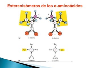 Estereoisómeros de los α-aminoácidos
 