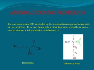 aminoacido y proteinas .pptx aja es una tareaaja es una tarea | PPTX