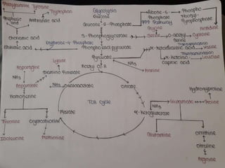 Amino acid pathway