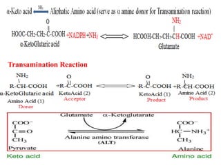 Transamination Reaction
 