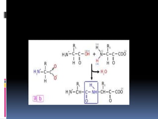 Amino acid pathway upload
