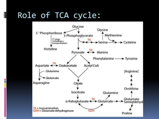 Role of TCA cycle:
 