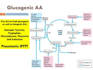 Amino acid pool | PDF